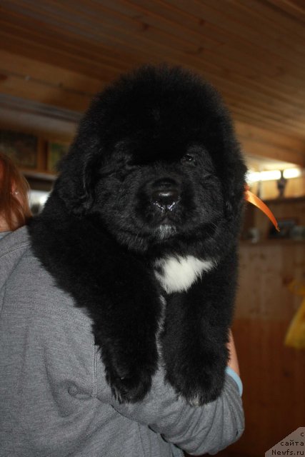 Фото: ньюфаундленд Dark Pride Van Gogh (Дак Прайд Ван Гог)