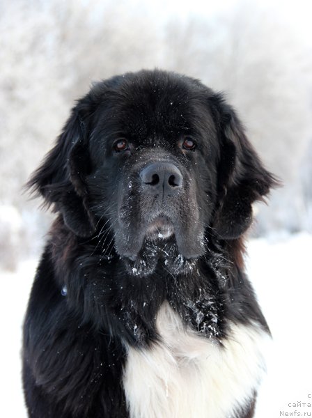 Фото: ньюфаундленд Starbimovlav Gardemarin (Старбимовлав Гардемарин)