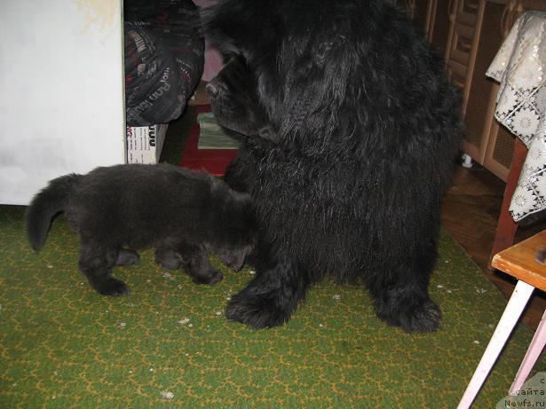 Фотография № 11462