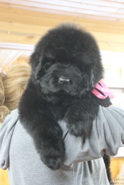 Фото: ньюфаундленд Dark Pride Vera Wang (Дак Прайд Вера Ванг)