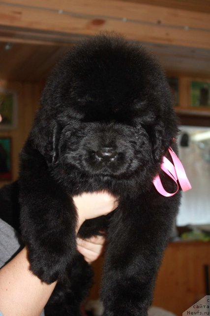 Фото: ньюфаундленд Dark Pride Vera Wang (Дак Прайд Вера Ванг)