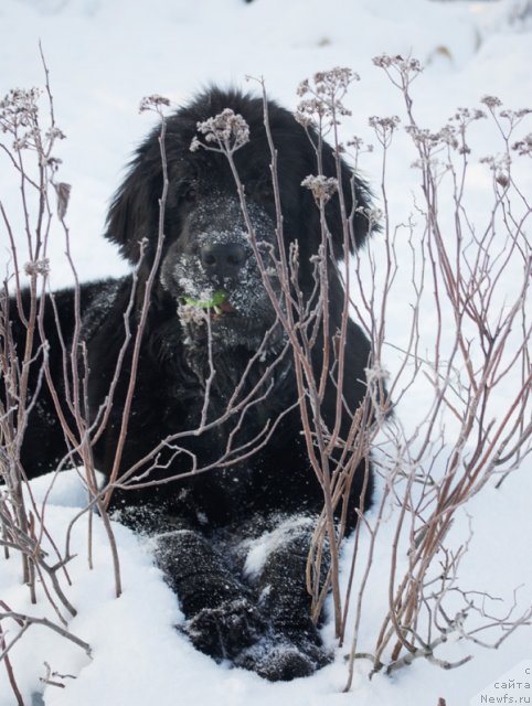 Фото: ньюфаундленд Beguschaya po Volnam Harizma (Бегущая по Волнам Харизма)