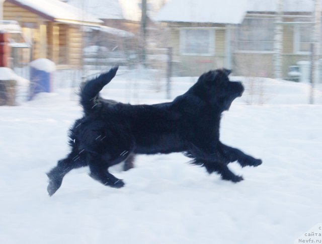 Фото: ньюфаундленд Beguschaya po Volnam Harizma (Бегущая по Волнам Харизма)