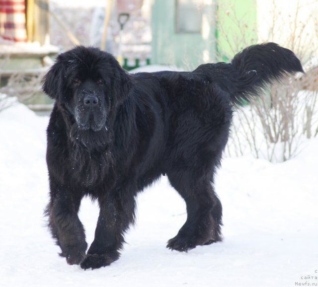 Фото: ньюфаундленд Beguschaya po Volnam Harizma (Бегущая по Волнам Харизма)