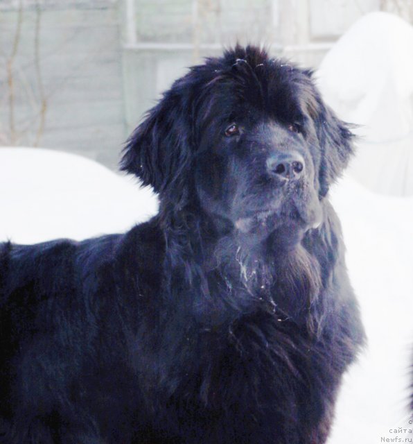 Фото: ньюфаундленд Beguschaya po Volnam Harizma (Бегущая по Волнам Харизма)