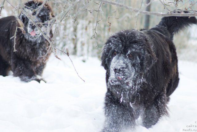 Фото: ньюфаундленд Beguschaya po Volnam Harizma (Бегущая по Волнам Харизма), ньюфаундленд Beguschaya po Volnam Dancing Queen (Бегущая по Волнам Дансинг Квин)