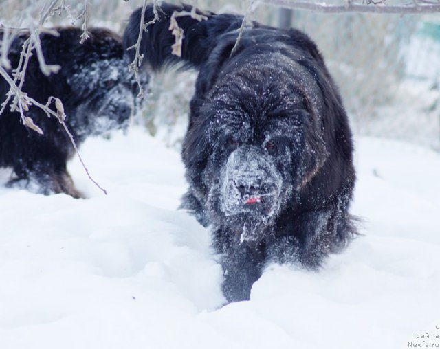 Фото: ньюфаундленд Beguschaya po Volnam Harizma (Бегущая по Волнам Харизма)