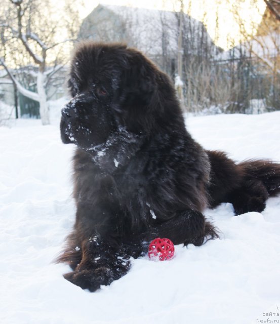 Фото: ньюфаундленд Beguschaya po Volnam Dancing Queen (Бегущая по Волнам Дансинг Квин)