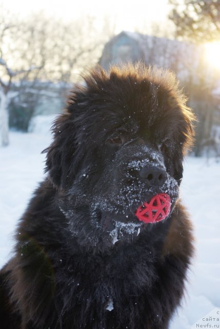 Фото: ньюфаундленд Beguschaya po Volnam Dancing Queen (Бегущая по Волнам Дансинг Квин)