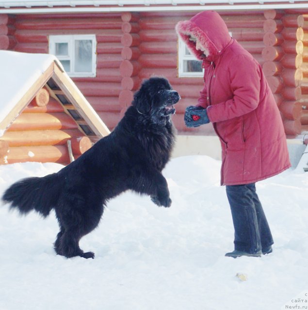 Фото: ньюфаундленд Beguschaya po Volnam Dancing Queen (Бегущая по Волнам Дансинг Квин)