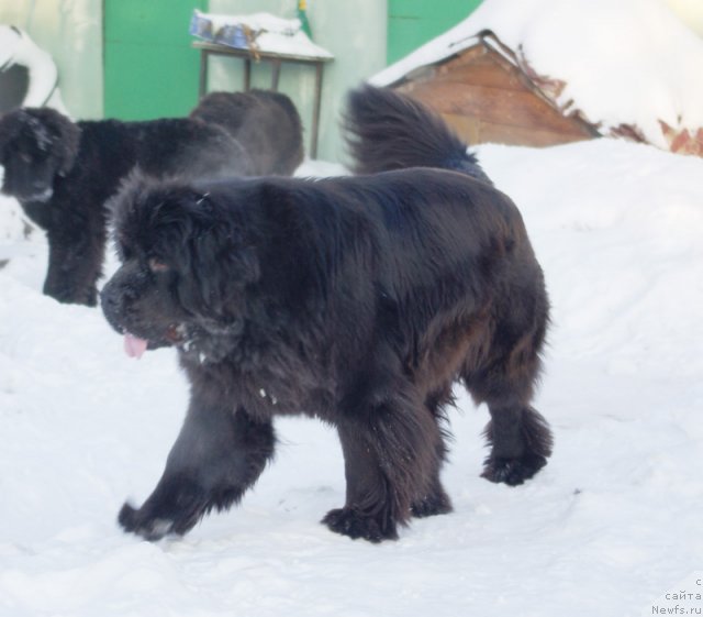 Фото: ньюфаундленд Beguschaya po Volnam Dancing Queen (Бегущая по Волнам Дансинг Квин)