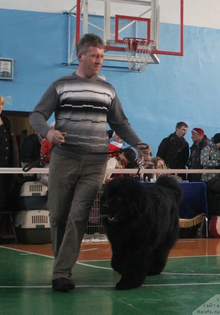 Фото: ньюфаундленд Super Premium Lya Mezon (Супер Премиум Ля Мезон)