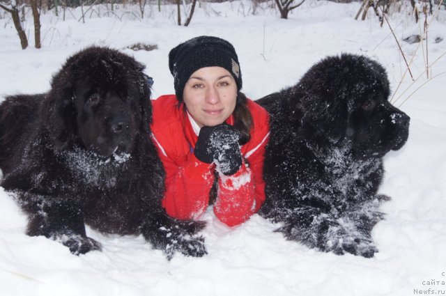 Фото: ньюфаундленд Sent Djons Lesnaya Feya (Сент Джонс Лесная Фея), Aleksandra Fetisova (Александра Фетисова), ньюфаундленд Beguschaya po Volnam Foget Mi Not (Бегущая по Волнам Фогет Ми Нот)