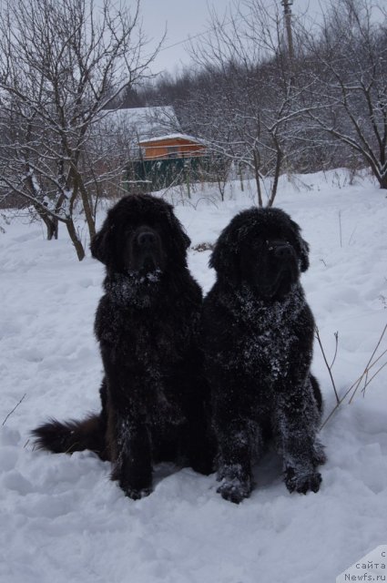 Фото: ньюфаундленд Sent Djons Lesnaya Feya (Сент Джонс Лесная Фея), ньюфаундленд Beguschaya po Volnam Foget Mi Not (Бегущая по Волнам Фогет Ми Нот)