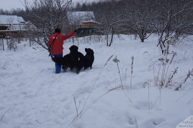 Фото: ньюфаундленд Sent Djons Lesnaya Feya (Сент Джонс Лесная Фея), ньюфаундленд Beguschaya po Volnam Foget Mi Not (Бегущая по Волнам Фогет Ми Нот)