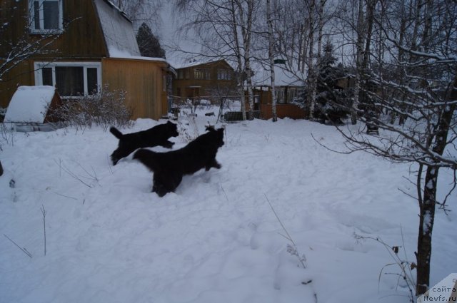 Фото: ньюфаундленд Beguschaya po Volnam Foget Mi Not (Бегущая по Волнам Фогет Ми Нот), ньюфаундленд Sent Djons Lesnaya Feya (Сент Джонс Лесная Фея)