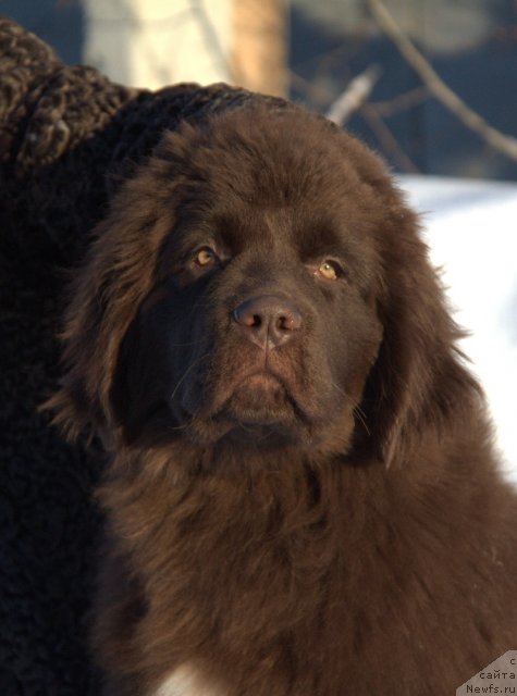 Фото: ньюфаундленд Aquatoriya Kelvin Heather Honey (Акватория Келвин Хизер Хани)