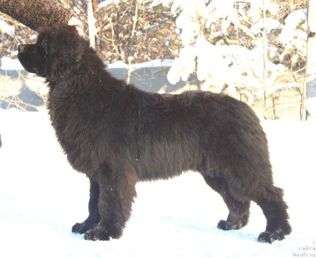 Фото: ньюфаундленд Aquatoriya Kelvin Ultimatum (Акватория Келвин Ультиматум)