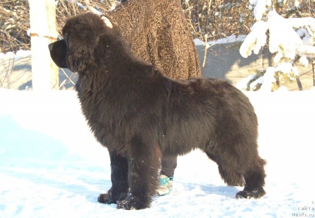 Фото: ньюфаундленд Aquatoriya Kelvin Ultimatum (Акватория Келвин Ультиматум)