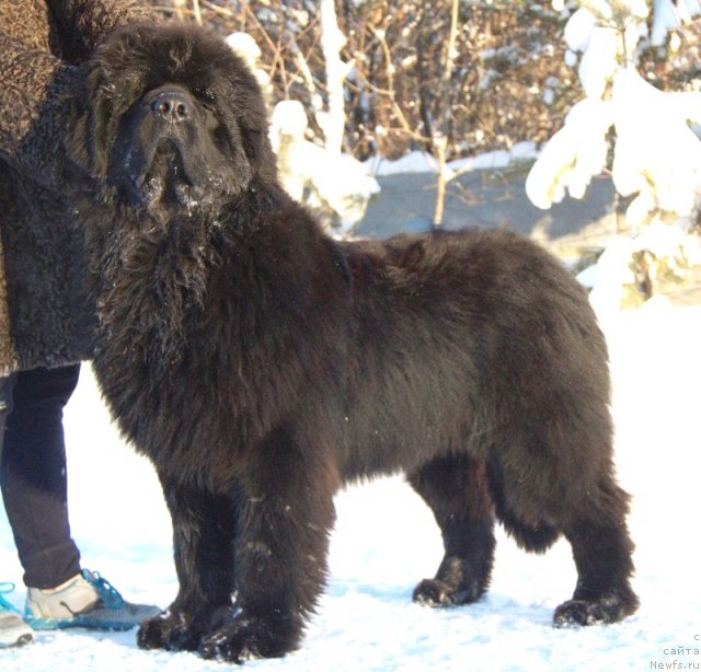 Фото: ньюфаундленд Aquatoriya Kelvin Ultimatum (Акватория Келвин Ультиматум)