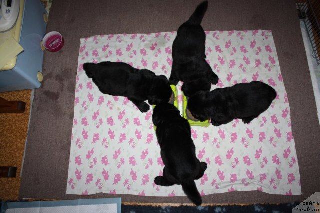 Фото: ньюфаундленд Soul of Rouz Alister (Соул оф Роуз Алистер), ньюфаундленд Soul of Rouz Arlin (Соул оф Роуз Арлин), ньюфаундленд Soul of Rouz Azura (Соул оф Роуз Азура), ньюфаундленд Soul of Rouz Assia (Соул оф Роуз Ассиа)