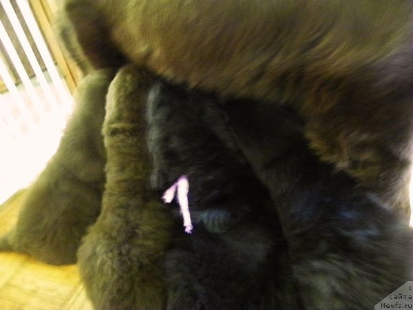 Фото: ньюфаундленд Zhdanny Syn Vialiki Miadzvedz, ньюфаундленд Velikiy Medved' Kameliya (Великий Медведь Камелия)