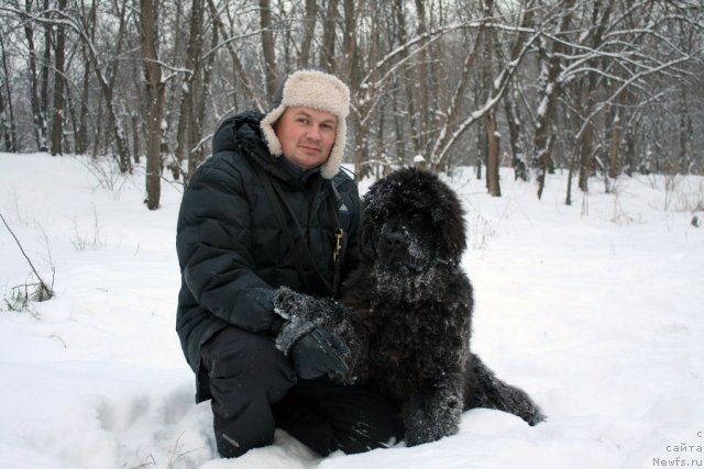 Фото: ньюфаундленд Schastlivyj Sluchay Kara Deniz (Счастливый Случай Кара Дениз)