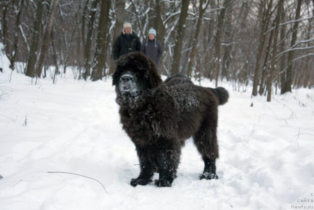 Фото: ньюфаундленд Schastlivyj Sluchay Kara Deniz (Счастливый Случай Кара Дениз)
