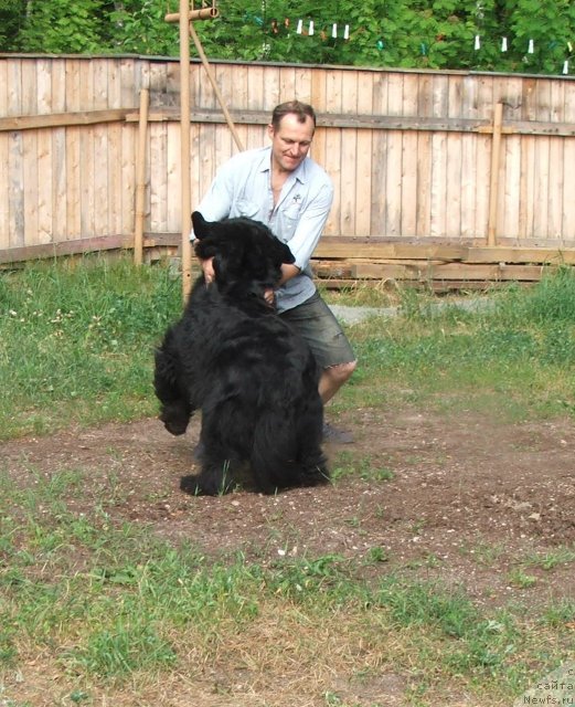 Фото: ньюфаундленд Plushevaya Panda Alex Show (Плюшевая Панда Алекс Шоу)