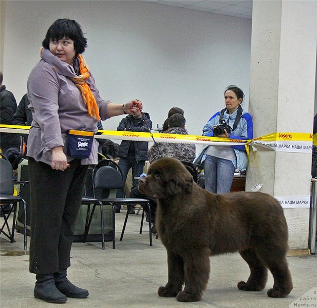 Фото: ньюфаундленд Happyness Long-Awaited s Berega Dona (Хаппинесс Лонг-Аваитед с Берега Дона), Varvara Ryibalova (Варвара Рыбалова)