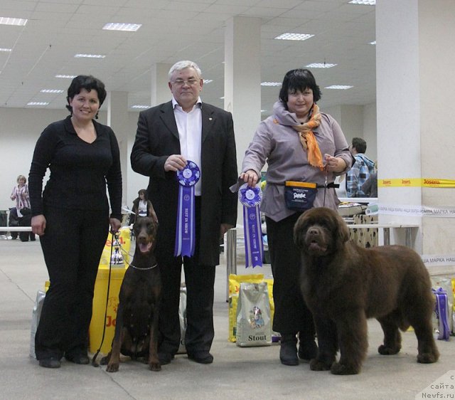 Фото: ньюфаундленд Happyness Long-Awaited s Berega Dona (Хаппинесс Лонг-Аваитед с Берега Дона), Varvara Ryibalova (Варвара Рыбалова)