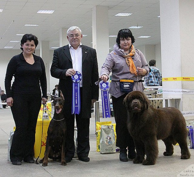 Фото: ньюфаундленд Happyness Long-Awaited s Berega Dona (Хаппинесс Лонг-Аваитед с Берега Дона), Varvara Ryibalova (Варвара Рыбалова)