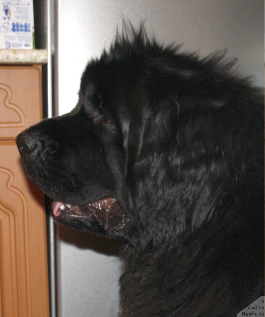 Фото: ньюфаундленд Funnewf Ultra Mega Super Girl (Фанньюф Ультра Мега Супер Герл)