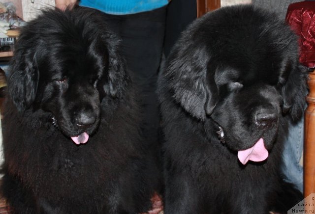 Фото: ньюфаундленд Funnewf Ultra Mega Super Girl (Фанньюф Ультра Мега Супер Герл), ньюфаундленд Beguschaya po Volnam Sun in My Hand (Бегущая по Волнам Сун ин Му Ханд)