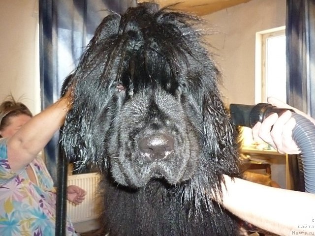 Фото: ньюфаундленд Funnewf Ultra Mega Super Girl (Фанньюф Ультра Мега Супер Герл)