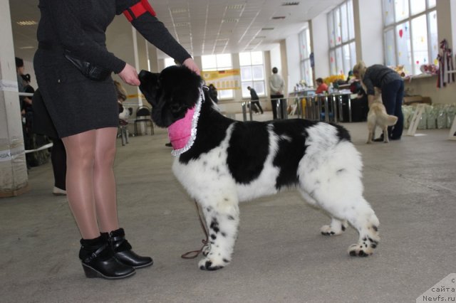 Фото: ньюфаундленд Iskushenie Moey Dushi (Искушение Моей Души)