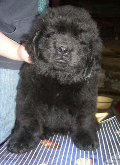 Фотография № 11477