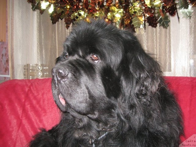 Фото: ньюфаундленд Tsarevich Slavny iz Medvejyego Yara (Царевич Славный из Медвежьего Яра)