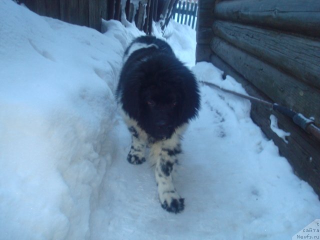 Фото: ньюфаундленд Keeper Soul Nice Guy (Кипер Соул Найс Гай)