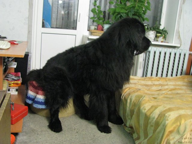 Фото: ньюфаундленд Fann'yuf Uilgryem Syer (Фанньюф Уилгрэм Сэр)