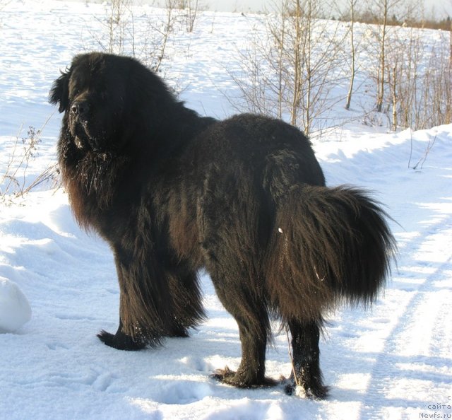 Фото: ньюфаундленд Fann'yuf Uilgryem Syer (Фанньюф Уилгрэм Сэр)