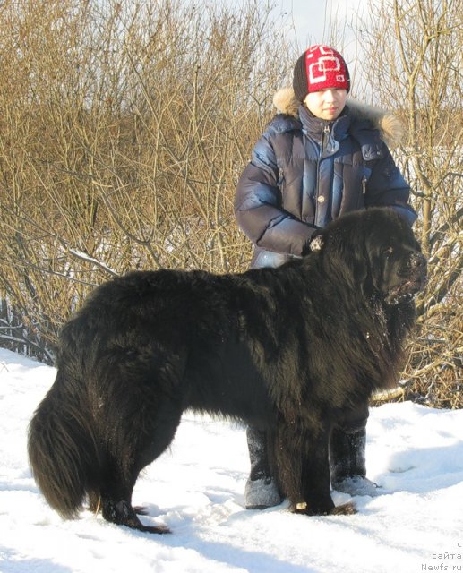 Фото: ньюфаундленд Fann'yuf Uilgryem Syer (Фанньюф Уилгрэм Сэр), Даня
