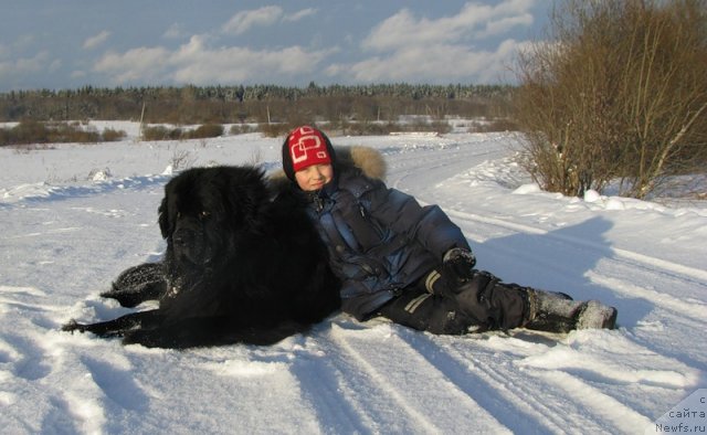 Фото: ньюфаундленд Fann'yuf Uilgryem Syer (Фанньюф Уилгрэм Сэр), Даня