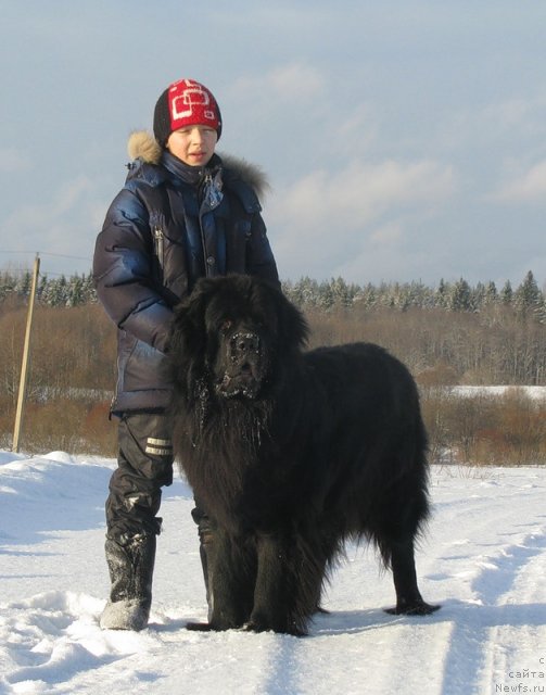 Фото: ньюфаундленд Fann'yuf Uilgryem Syer (Фанньюф Уилгрэм Сэр), Даня