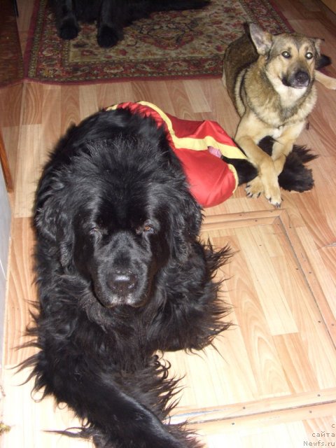 Фото: ньюфаундленд Akin Soul Sofiya (Акин Соул София), Рыжий