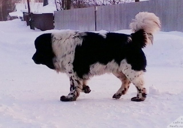 Фото: ньюфаундленд Super Bizon Ekaterinburg (Супер Бизон Екатеринбург)