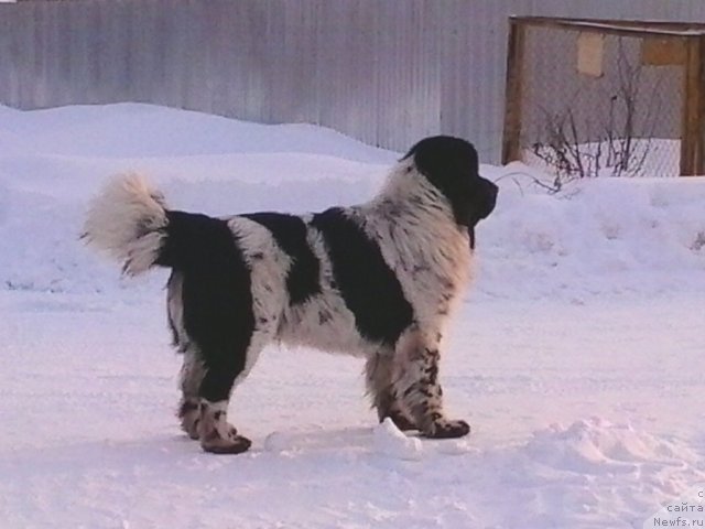 Фото: ньюфаундленд Super Bizon Ekaterinburg (Супер Бизон Екатеринбург)