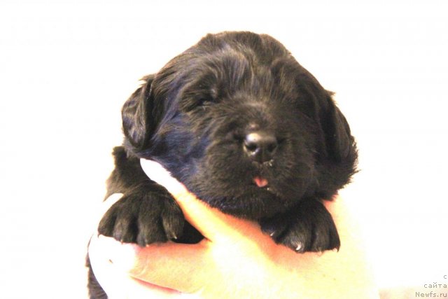 Фото: ньюфаундленд Akvatoriya Kelvin Golubaya Laguna (Акватория Келвин Голубая Лагуна), щенки