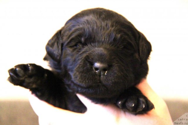 Фото: ньюфаундленд Akvatoriya Kelvin Golubaya Laguna (Акватория Келвин Голубая Лагуна), щенки