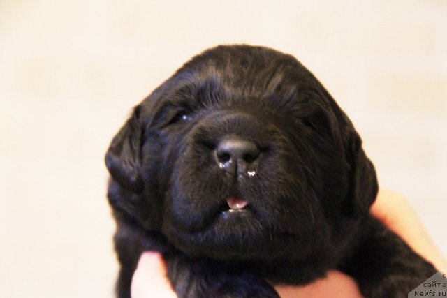 Фото: ньюфаундленд Akvatoriya Kelvin Golubaya Laguna (Акватория Келвин Голубая Лагуна), щенки